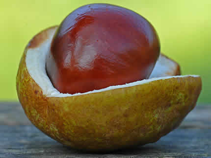 Kastanjes